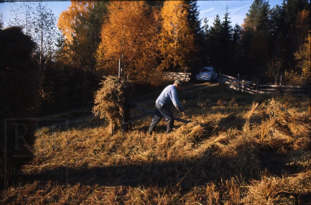 Foto fra "Skålonna", kornband settes opp på rå.