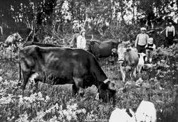 Gjeting i Skarvdalen. (Storstu) Fra v. : Eirik Berg, Kirsti 