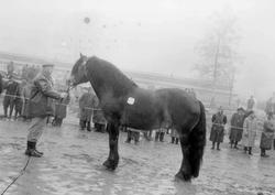 Hingsteutstilling på Stampesletta.