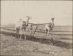 Chanreaux au Labour [Fotografi]