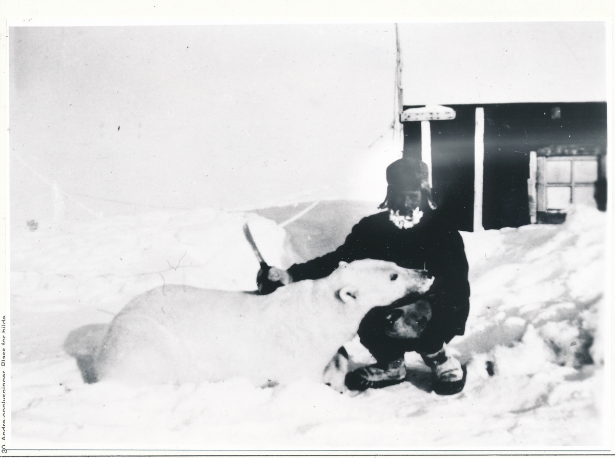 Bjarne Isaksen, Myklenes Med Isbjørn. Ca 1960. - Midt-troms Museum 