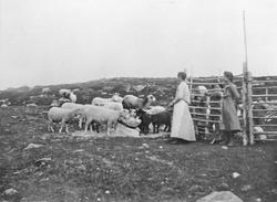 Sauer, kvinner, gjerde. Maria H., Anna, Gunnar, Kari, Olav O