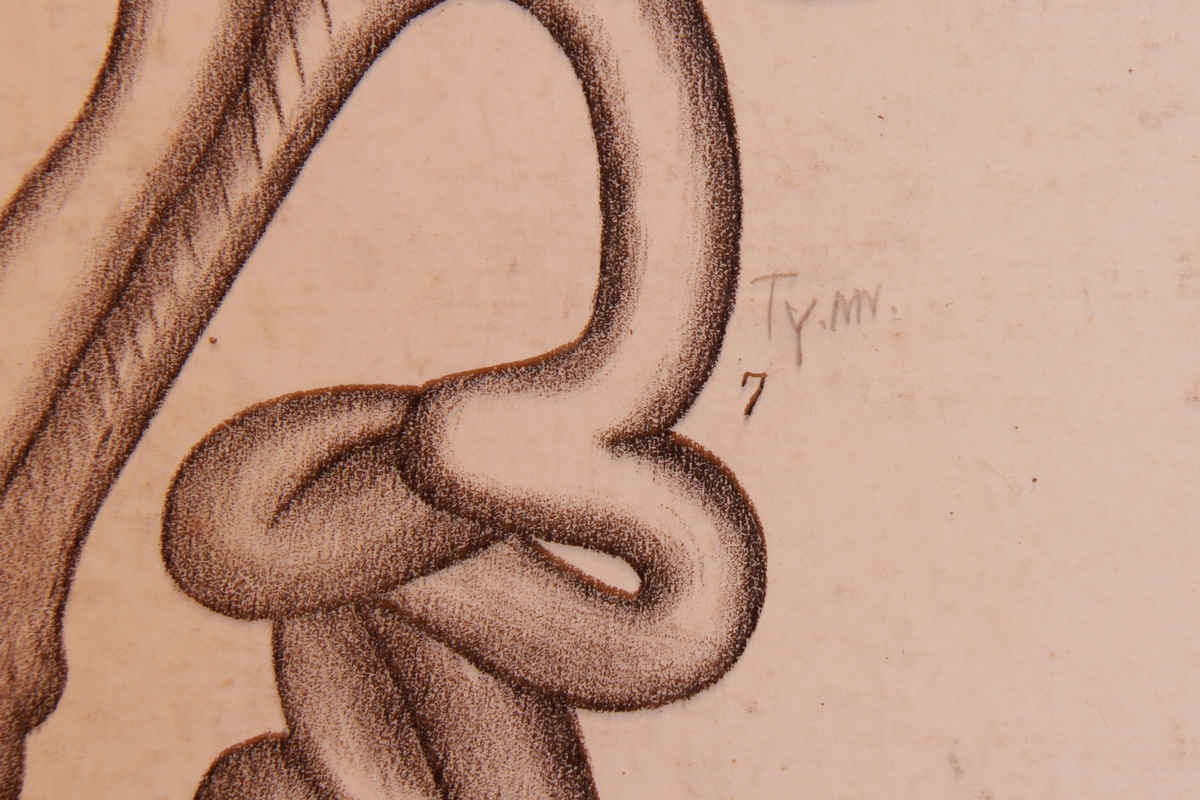 Store og små detaljer av ender.