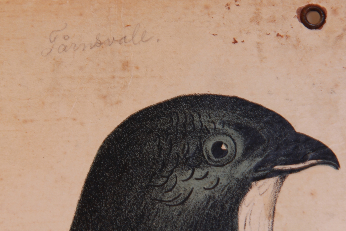 Store og små detaljer av forskjellige fuglearter.