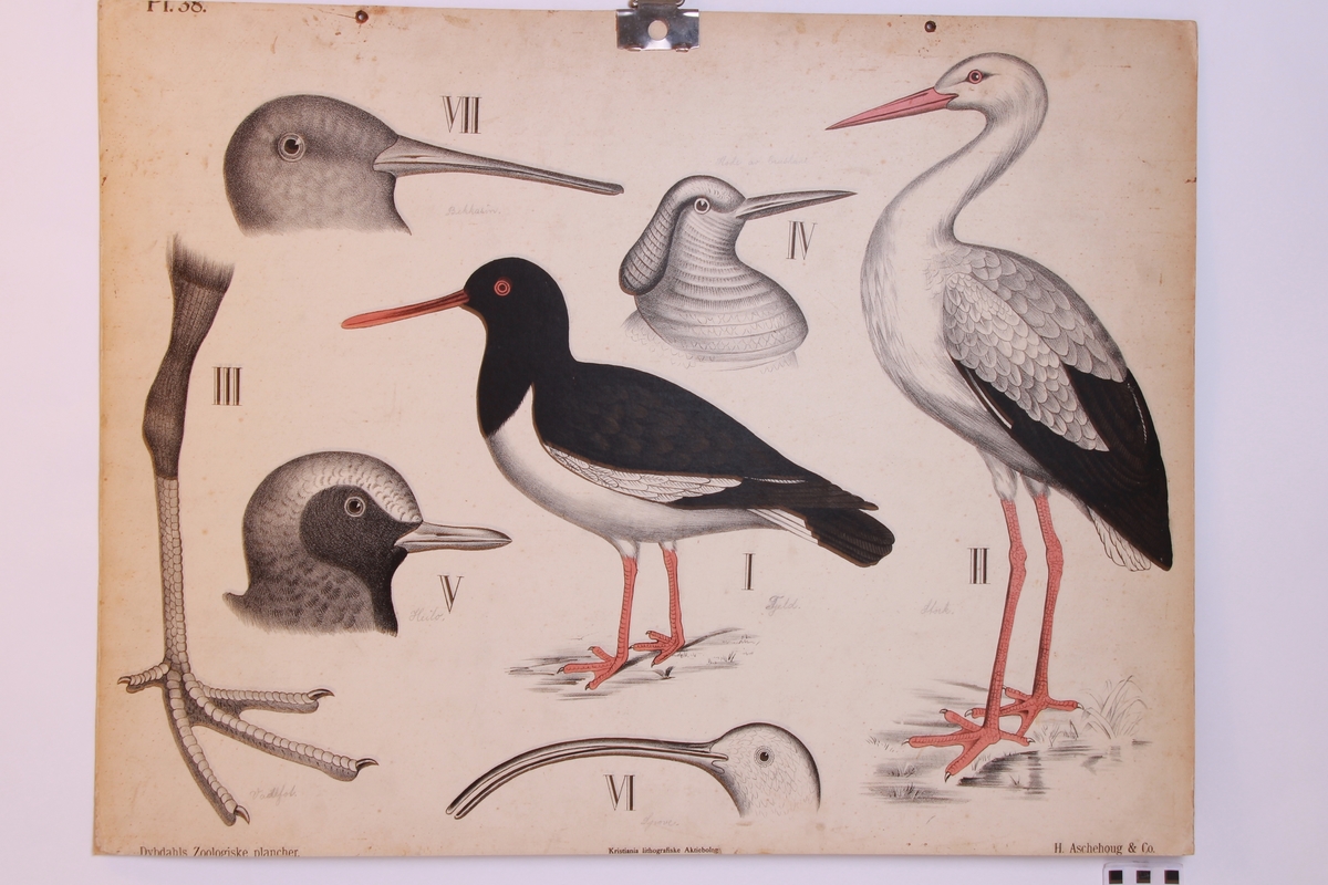 Detaljer av forskjellige fuglearter.