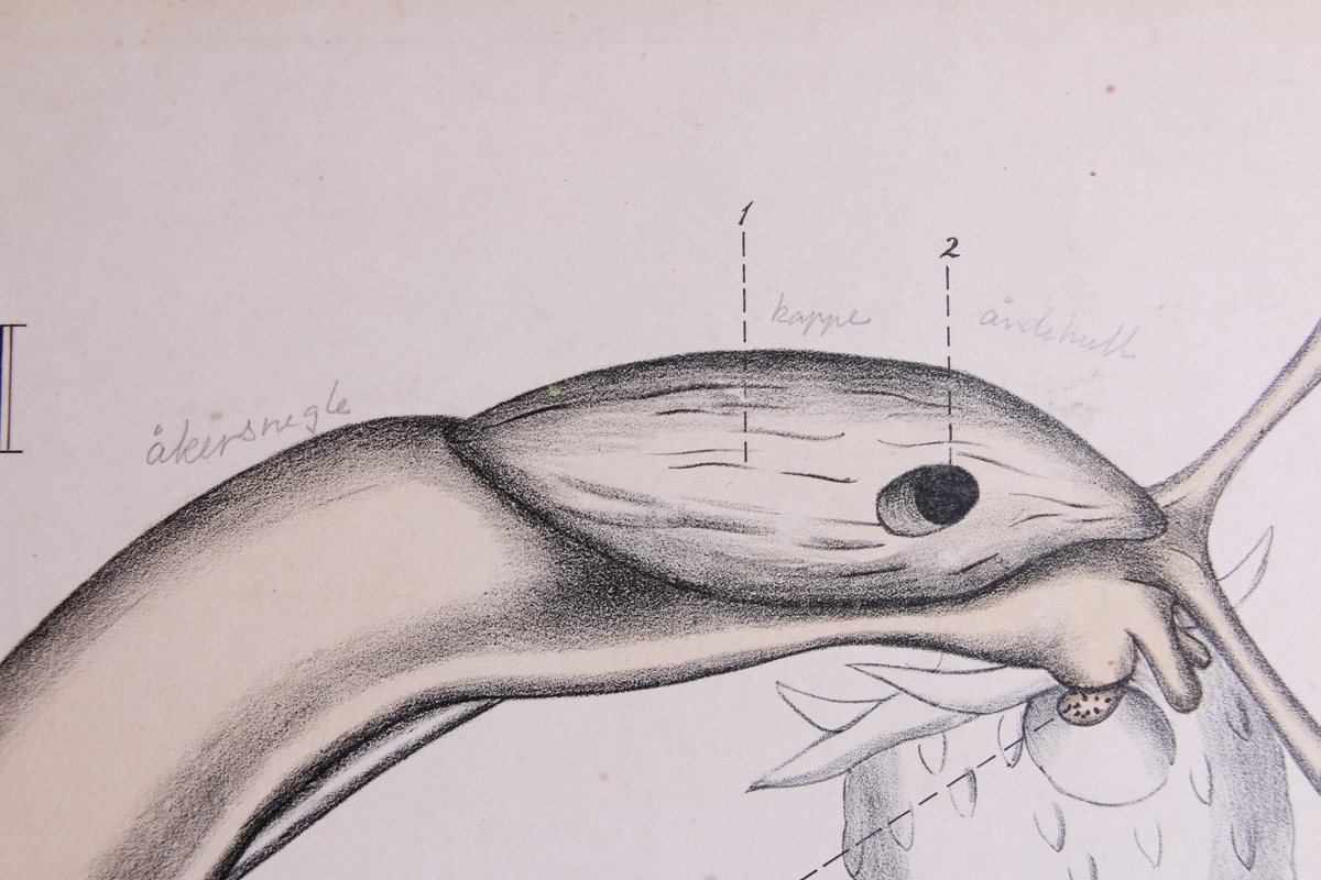 Detaljer av snegler.