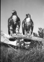 To tamme fjellvåk som sitter på hesja i Fuoitnjárga / Bunes 