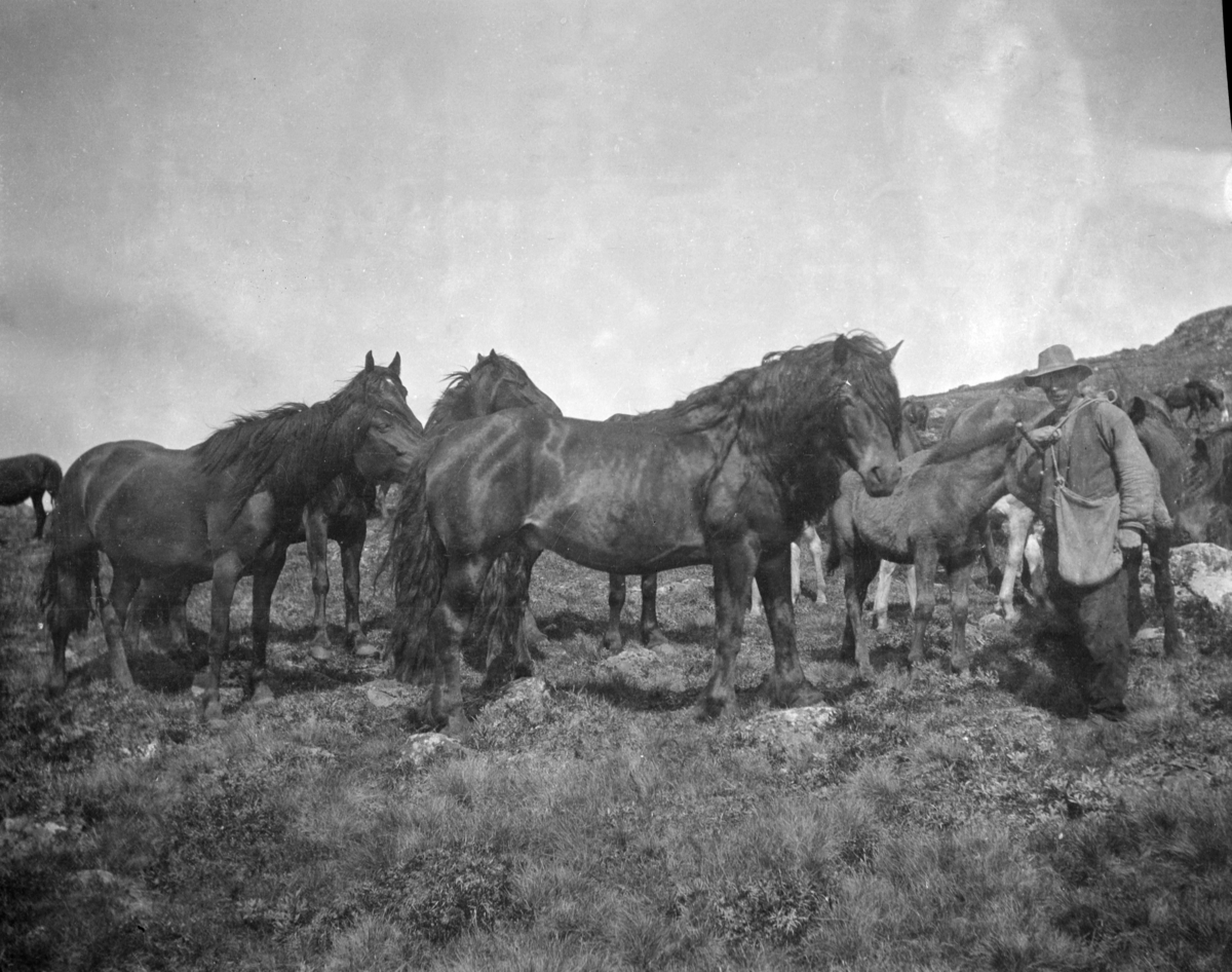 En mann med en gruppe hester på fjellet.