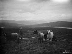 En gutt står sammen med 5 sauer i fjellet.