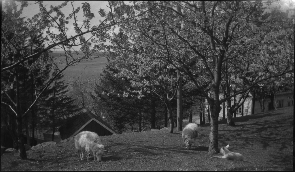 Harald Bergsaker og fotografen besøker flere små gårdsbruk og bygder i Strand kommune. Det er bilder fra landskap, bebyggelse, barn, sauer og lam. Frukttrærne står i full blomst.