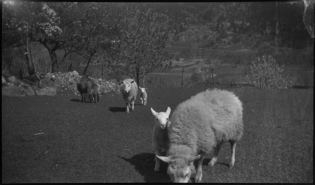Harald Bergsaker og fotografen besøker flere små gårdsbruk og bygder i Strand kommune. Det er bilder fra landskap, bebyggelse, barn, sauer og lam. Frukttrærne står i full blomst.
