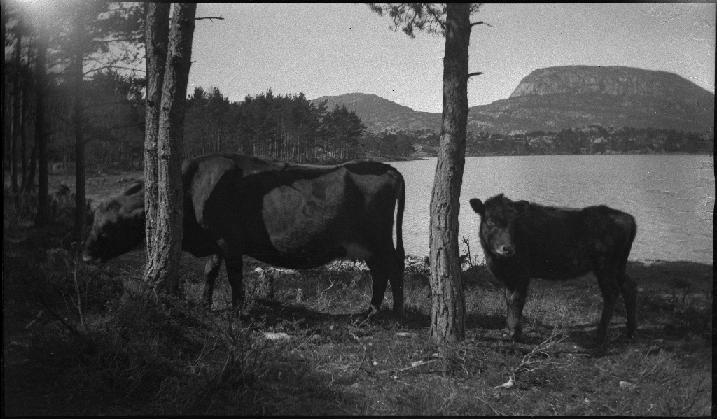 Cykkeltur Dansen-Vommå-Ims-Høle. Arne Rasmussen. Korsvold. 2. mai 1937 ...