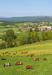 Storfe på beite i Dalsbydgda, Os, Hedmark. Kulturlandskap. H