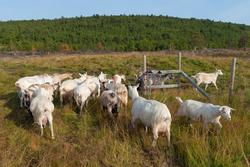 Geiter. Geit. Geitehold. Husdyr. Fra Tørresvangen, Tynset, H