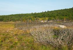 Geitehold. Beiting av geiter er et effektivt tiltak for å hi