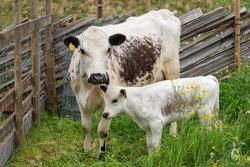 Fra "Fløttdagen" på Dølmotunet 2016, Tolga, Hedmark. Musea i