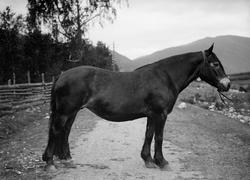 Hoppe. Vinstra, Teigkampen bak