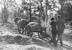 Par som flytter til seters, hest og vogn