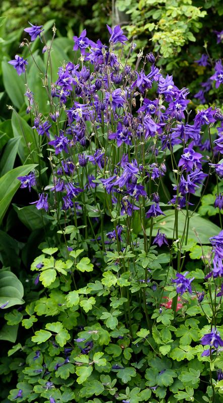 Akeleie har store, grønne, håndformede blader som vokser tett nederst, og lange blomsterstilker som vokser opp fra bladene med klokkeformede, blålilla blomster.