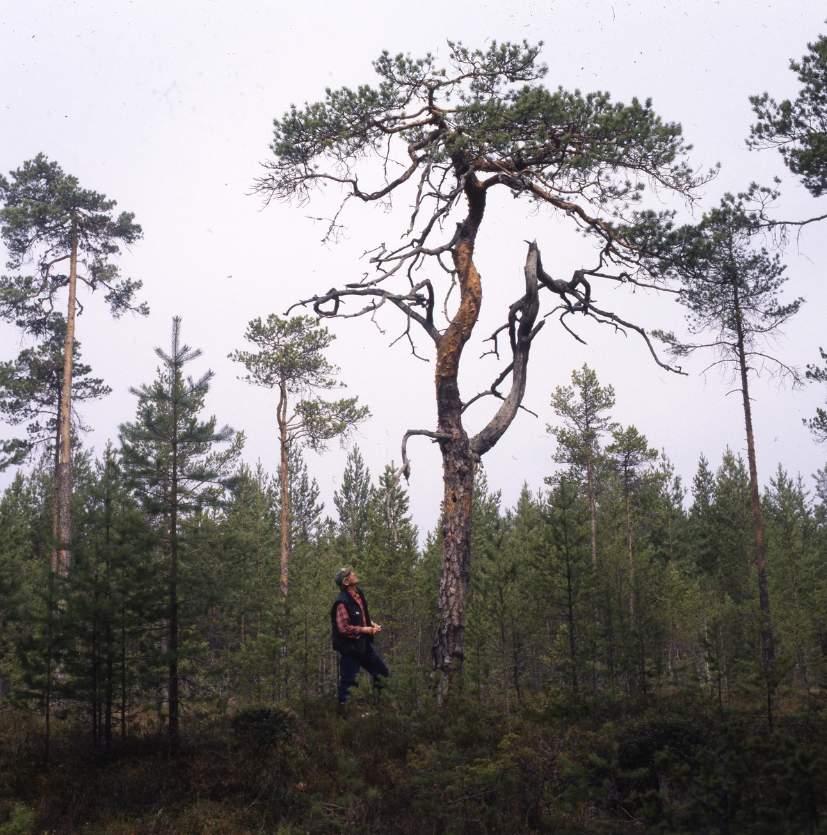 Krokig myrtall (Limans sva´ på Utegårds), 22 maj 1999. En man står intill tallstammen och tittar upp mot tallkronan.