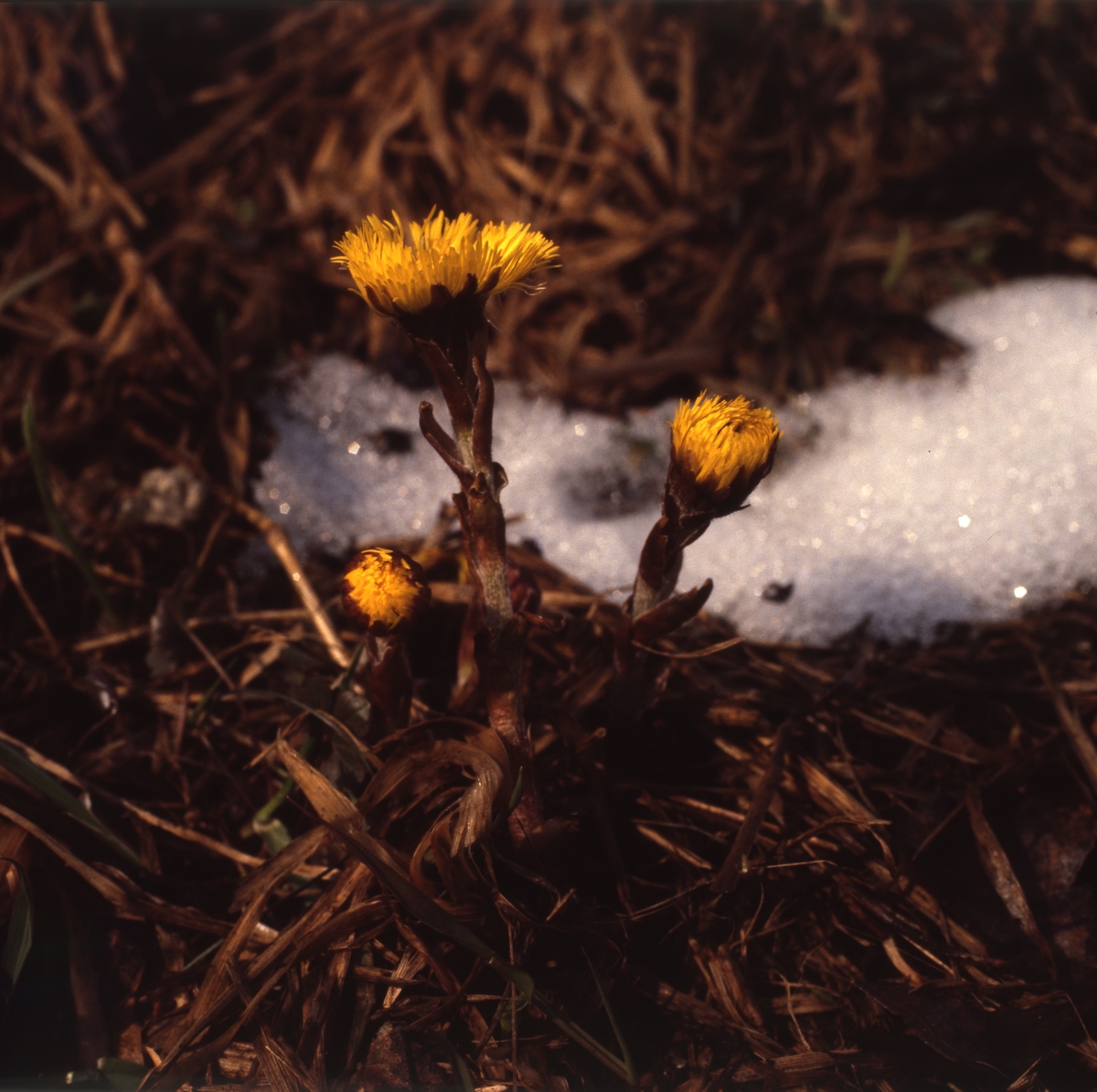 Tussilago i fjolårsgräs och en liten snöfläck, 1985.