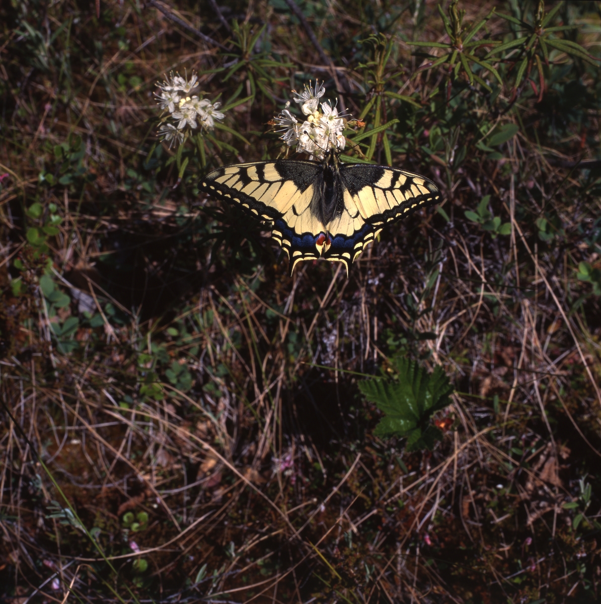 Makaonfjäril (Papilio machaon) som även kallas för för svalstjärt eller parasollfjäril och hör till familjen riddarfjärilar. Här vid Stråsjön 25 juni 1996.
