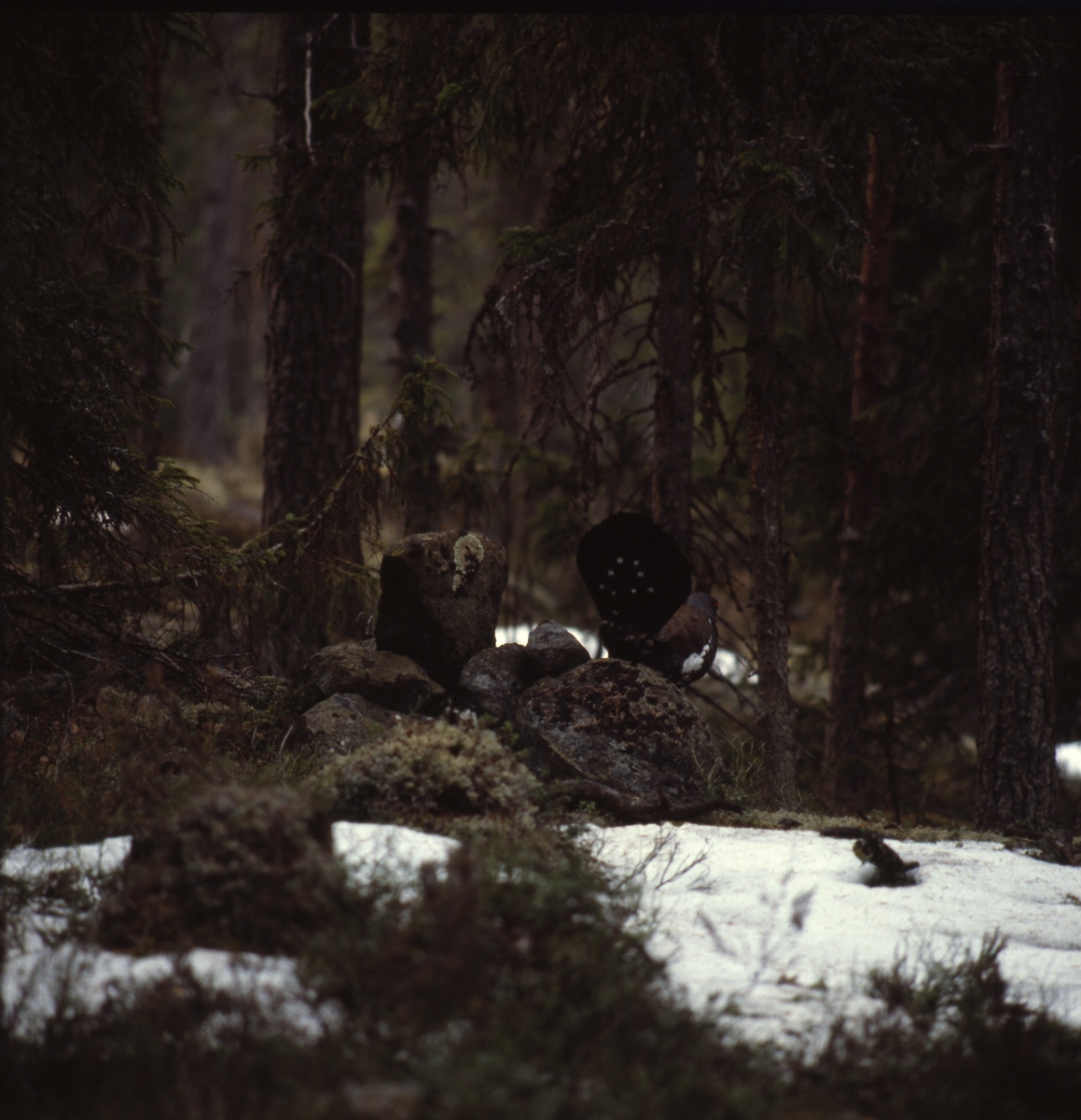 En tjädertupp på snöig mark i barrskog.