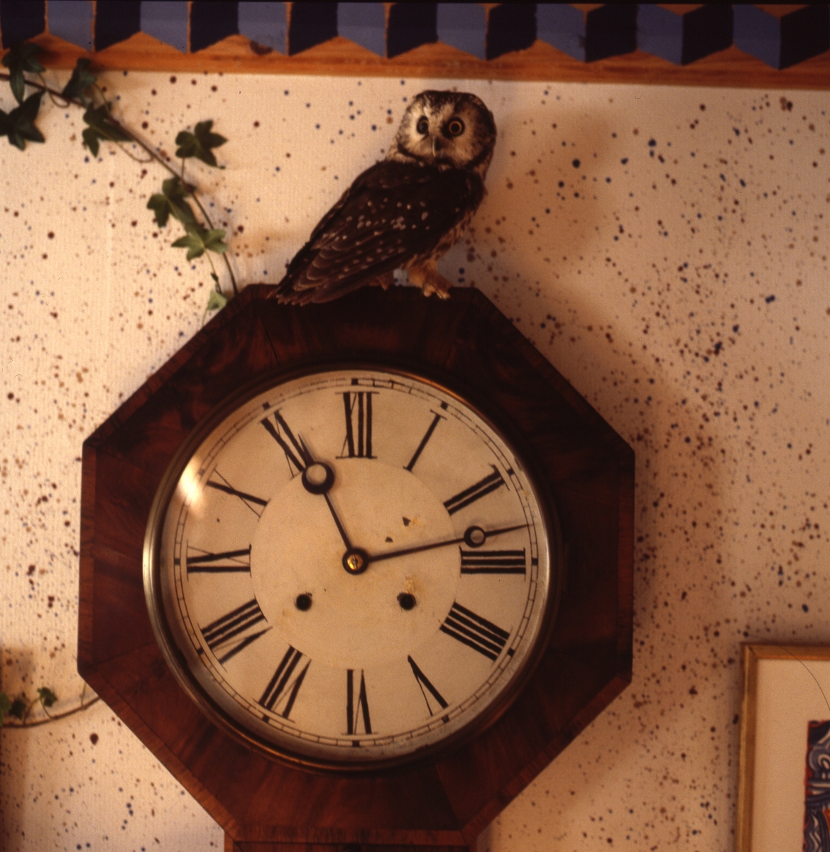 Pärluggla som sitter på ett väggur i köket, Sunnanåker februari 1987.