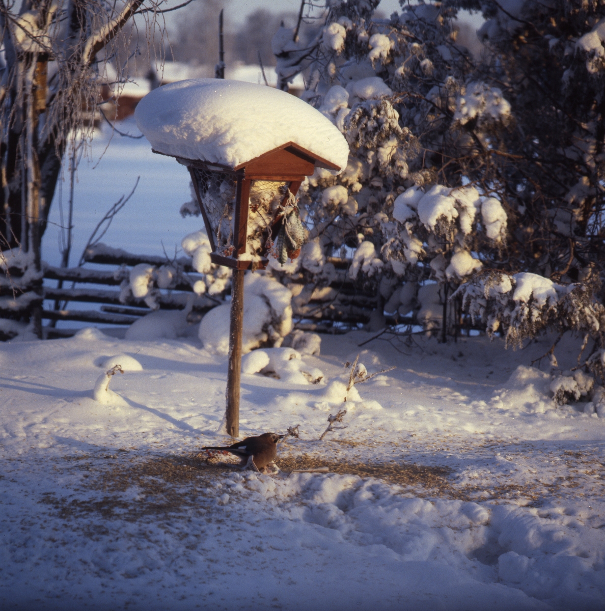 En nötskrika i snön vid fågelmaten, Sunnanåker januari 1987.