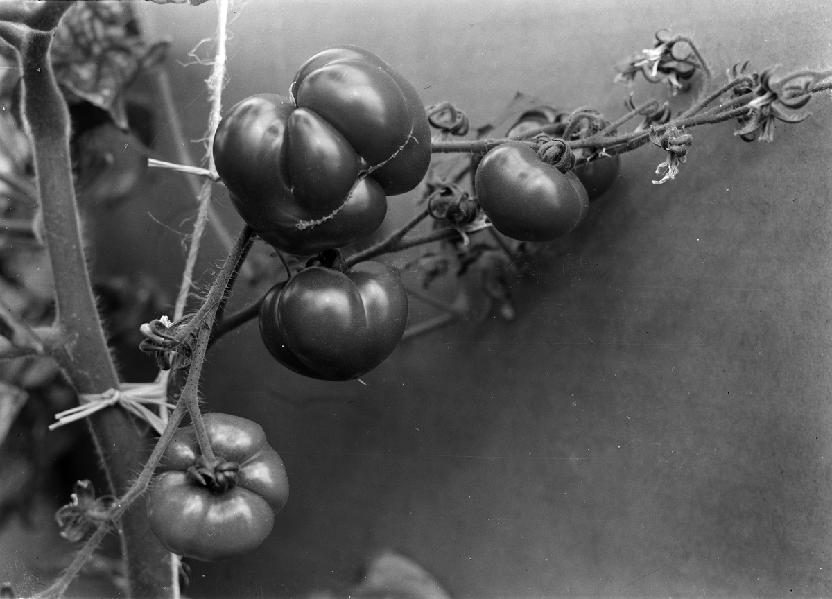 Tomatplanta i Botaniska trädgårdens nya växthus