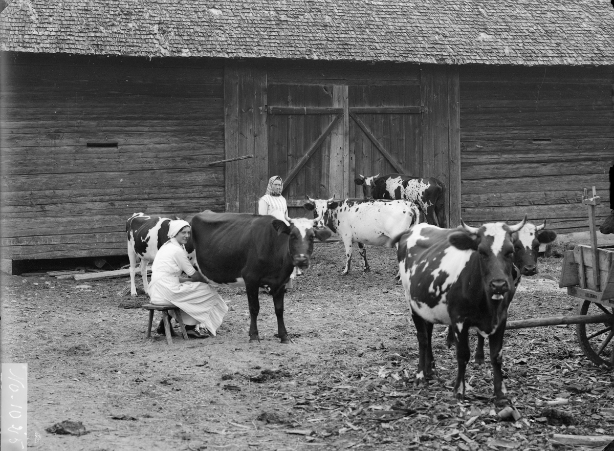 Korna mjölkas utanför ladugården till Svinhults prästgård Skuru, som vid tiden disponerades av komminister Carl Johan Manneberg och dennes maka Gertrud Henriette Holmberg. Året är 1912.