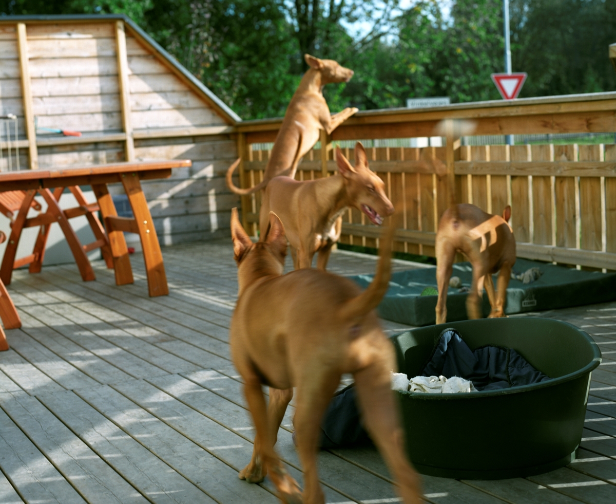 Faraohunder på verandaen