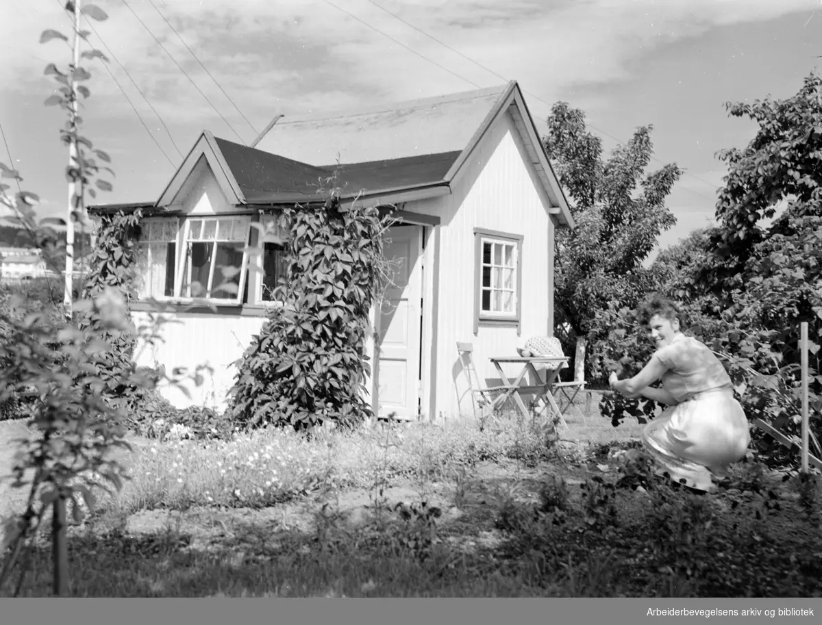 Hjemmets Kolonihage på Bjølsen. Juli 1954