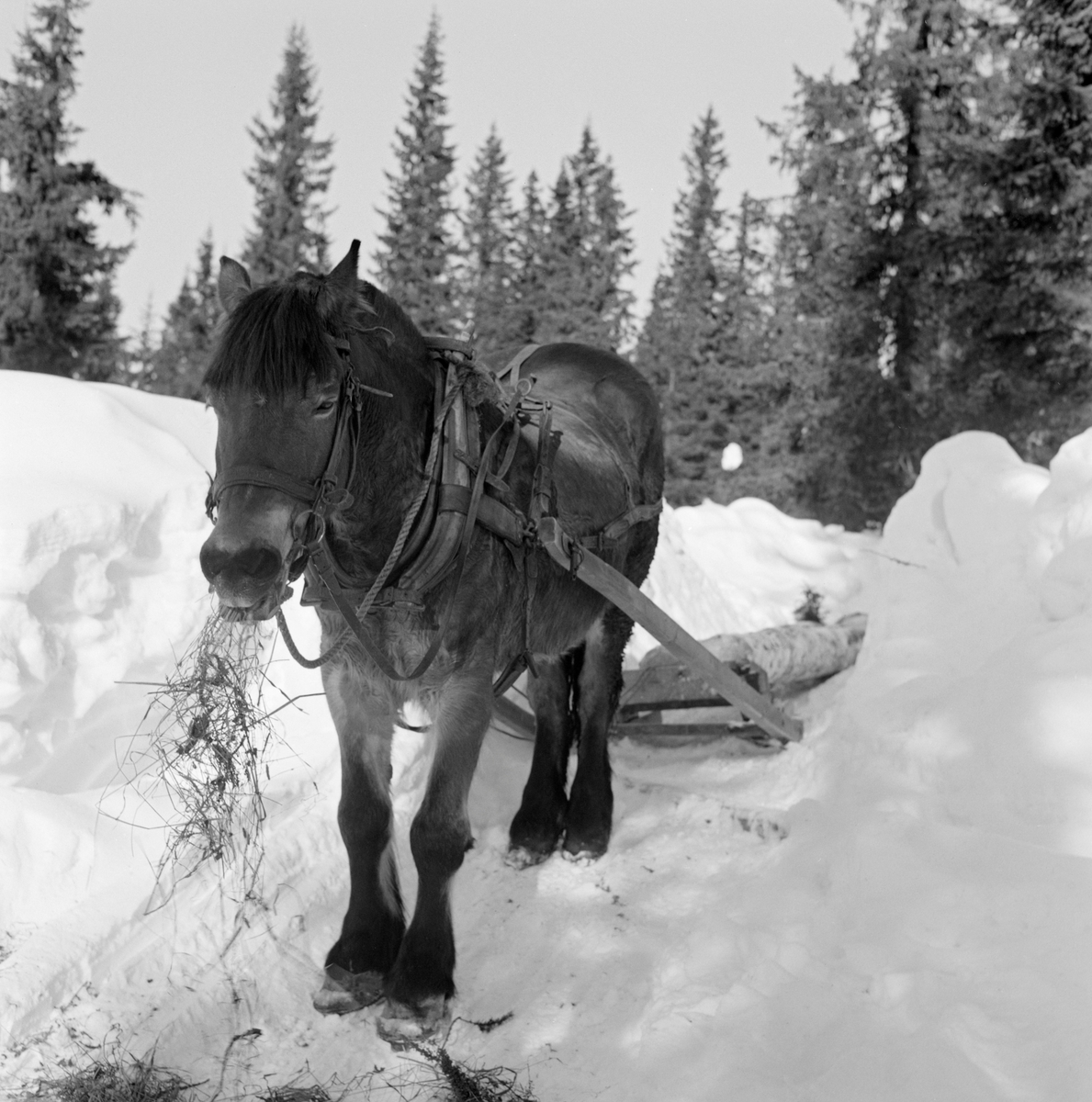 Skogshest på tømmerveg i Vestre Gausdal vinteren 1967.  Hesten er fotografert på et tidspunkt da den sto stille og åt på en høytapp i et vegfar som var oppmåkt og opptråkket i et skogterreng med mye snø.  Den var forspent en stutting som skulle brukes i hankekjøring, en trasportmåte som innebar at tømmeret ble kjedet sammen ved hjelp av kjettinger med pjekser i endene.  Friksjonen mot underlaget gjorde det mulig å kjøre ganske store vendinger, sjøl i de bratte liene i Vestre Gausdal.