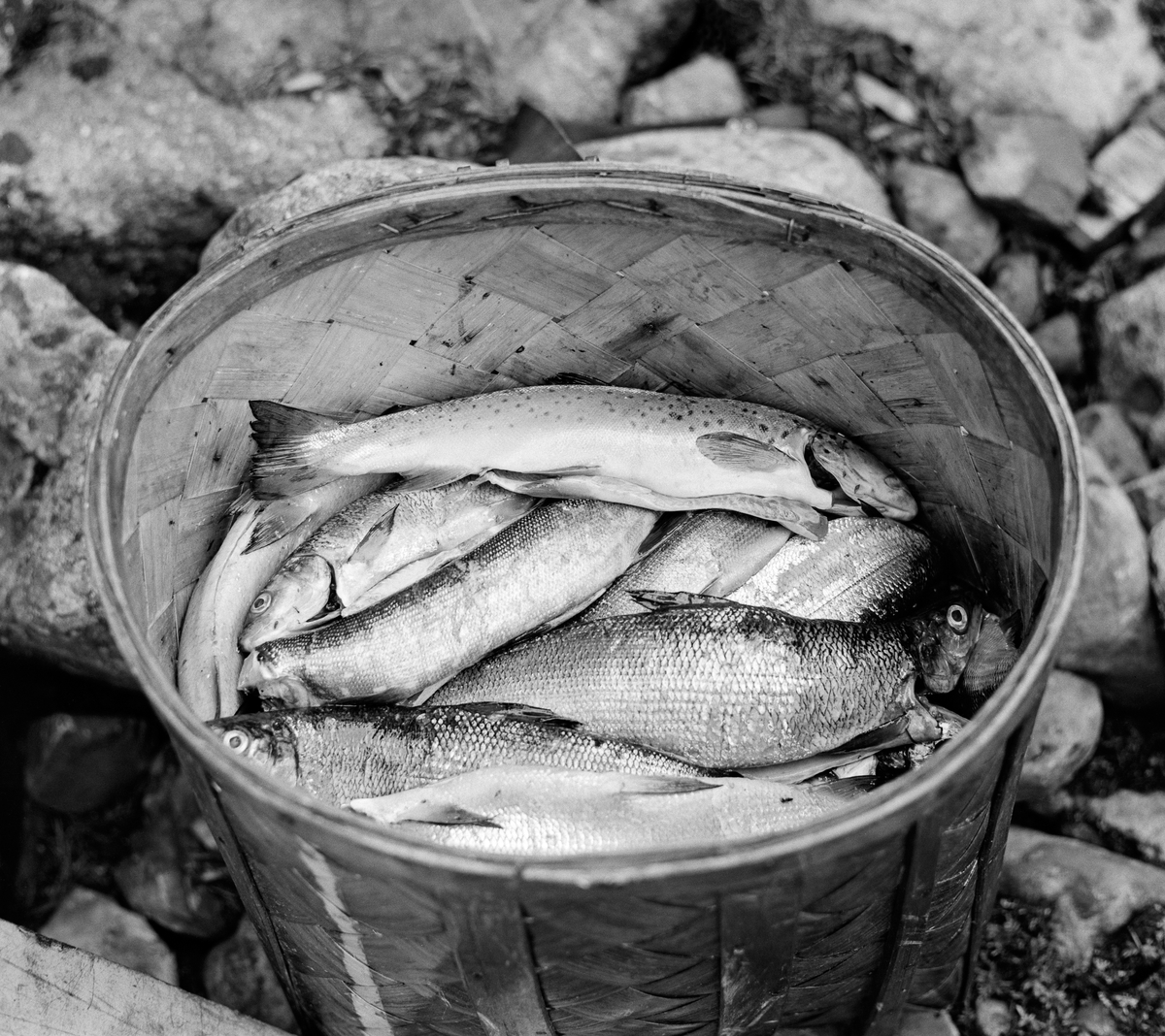Oval sponkorg med fisk som er fanget ved Isterfossen mellom innsjøene Isteren og Galtsjøen i Engerdal i Hedmark.  I korga ligger det både sik og ørret.  Korga var antakelig lagd lokalt, av Osvald Kolbu.  Isterfossen er en populær lokalitet for sportsfiskere.  Fotografiet er tatt i august 1966. 