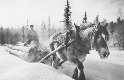 Tømmerkjøring med hest i Eltdalen i Trysil vinteren 1960. Br