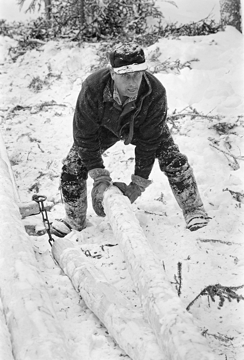 Lessing under tømmerkjøring i Nordre Osen (Åmot kommune i Hedmark) i februar 1980.  Fotografiet viser tømmerkjøreren Ole Rismyr (1931-1984) fra Trysil idet han vendte på en tømmerstokk han skulle plassere på sleden.  Dette var en «rustning», en todelt sledetype, der framsleden («bukken») hadde dreibar bank og var forbundet med baksleden («geita») ved hjelp av en jernkjetting.  Her ser vi imidlertid (til venstre) bare ytterenden av banken på framsleden.  Kjørekaren var kledd i mørk jakke og bukse av vadmel.  Han hadde snøsokker som dekte leggene og støvleskaftene og bar ei skyggelue på hodet.  Fotografiet er tatt i forbindelse med opptakene til fjernsynsfilmen «Fra tømmerskog og ljorekoie», som ble vist på NRK 1. mai 1981.  Ettersom poenget med denne filmen var å synliggjøre strevet i tømmerskogen i den førmekaniserte driftsfasen, viser den driftsprosedyrer og redskap som bare noen få veteraner fortsatt brukte på opptakstidspunktet.