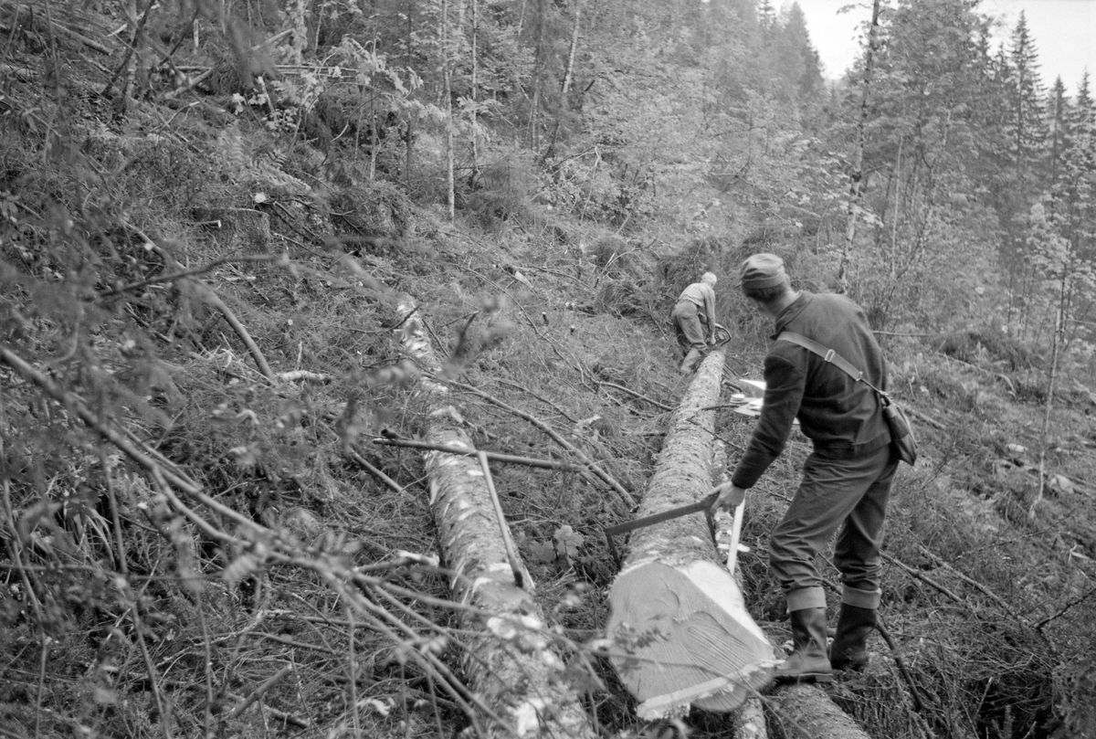 Granstokker Treschow Fritzøes skoger i Kjose i Brunlanes (Larvik) i Vestfold.  Da dette fotografiet ble tatt sto «tidsstudiemann» Aaltvedt og målte rotdiameteren på en av stokkene ved hjelp av en skyveklave, mens skogsarbeideren, K. Eikenes, kvistet med motorsag i toppenden.  Fotografiet ble tatt under den store hogstundersøkelsen i 1965.  Her la man vekt på å registrere arbeidsprestasjoner ved avvirkning av gran og furu av ulike dimensjoner, i forskjellig terreng, under vekslende klimatiske forhold og med varierende bearbeiding av stokkene i skogen.  Dette fototgrafiet er fra ei sommerdrift i et terreg som ble klassifisert som «bratt og ujevnt».  Mye tyder på at man la an til såkalt «stokkedrift» eller «stammedrift».  Dette innebar at stokkene ikke skulle kappes i høvelige lengder ved stubben i skogen, men i stedet når de var framme på velteplass ved bilveg.  Dette var en metode som ofte ble valgt i terreng der man brukte vinsj for å få tømmeret fram til velteplassene.  De lange stammene gav vinsjen større rekkevidde og begrenset antallet stroppinger.  Systemet forutsatte romslige velteplasser med god plass til kappinga.