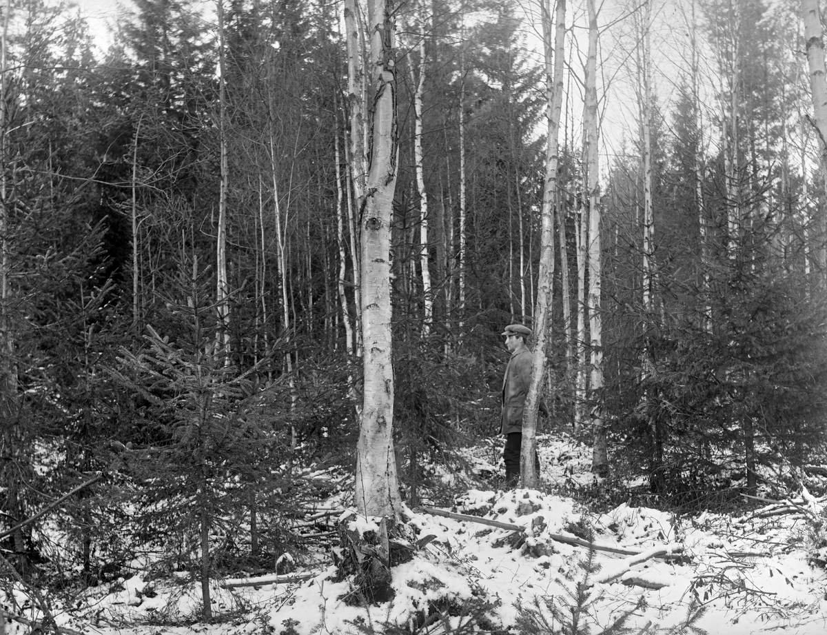 Foryngelsesfelt i granskog på ukjent sted i Norge i 1913.  Fotografiet ser ut til å være tatt på et sted der man har tatt sikte på å forynge gran under en skjerm av bjørk.  Dette var ingen uvanlig skogfaglig strategi på slutten av 1800- og begynnelsen av 1900-tallet, da mange fagfolk var redde for at skogsmarka ville tape produktivitet dersom den ble for eksponert for sollys.  På det stedet der dette bldet ble tatt, kan det synes som om smågrana hadde kommet så langt i sin vekstutvikling at det var riktig å begynne å tynne vekk bjørketrærne.  En ung mann med vindjakke på overkroppen og sixpencelue på hodet sto på den lille foryngelsesflata da dette fotografiet ble tatt.  I bakgrunnen ser vi noe eldre granskog, muligens mortrærne til smågranene i forgrunnen.