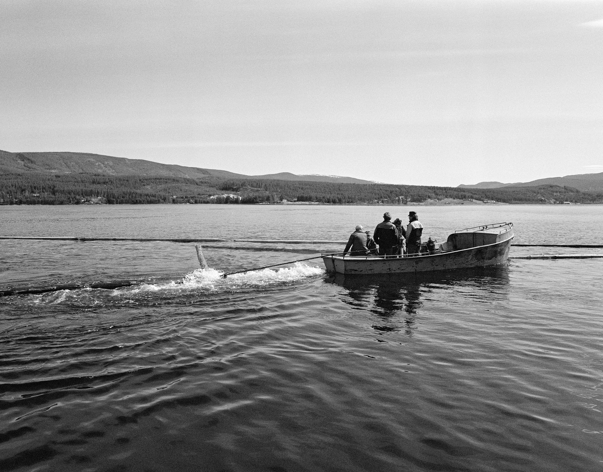 Sleping av ringbom i nordenden av innsjøen Storsjøen i Rendalen våren 1984.  I denne fasen var ringbommen egentlig bare en kjede av tømmerstokker som ble trukket bak to varpebåter, som en diger U som omsluttet en mengde løstømmer.  På dette fotografiet ser vi bare en av de to båtene.