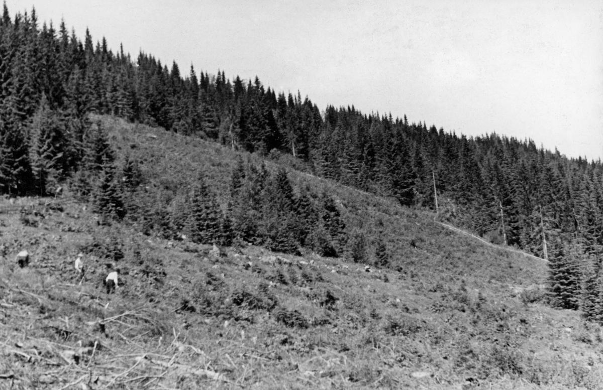 Tilplantet hogstflate i Flottskogen i Elverum, fotografert i 1944.  Her ble det tre sesonger tidligere hogd et areal på om lag 30 dekar, bare litt ungskog ble gjensatt et stykke nede i lia.  Deretter ble feltet inngjerdet og tilplantet med 5-årige granplanter.  Gjerdet skulle sannsynligvis skjerme feltet for beiteskader, fra dyr som befant seg i sætergrenda Flotta i sommersesongen.  Omkring den nevnte snauflata sto det eldre granskog, stedvis avbrutt av mer åpne myrer.  Ei hogstflate på 30 dekar var ikke noe vanlig syn tidlig i 1940-åra.  Denne driftsformen fikk sitt gjennomslag først etter 2. verdenskrig.
