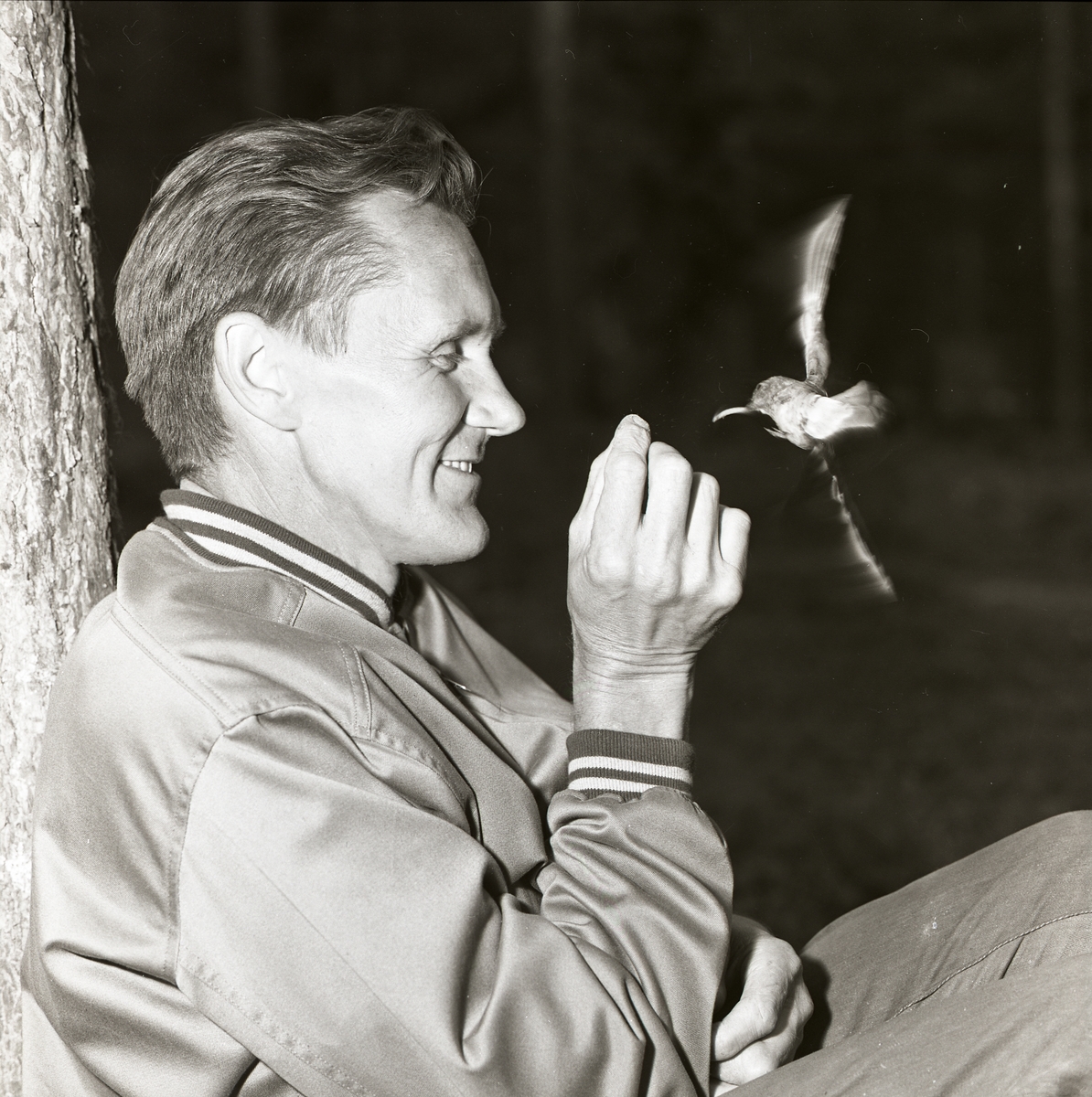 Hilding Mickelsson matar en grå flugsnappare, gökungens "fostermamma", 9 juli 1961.