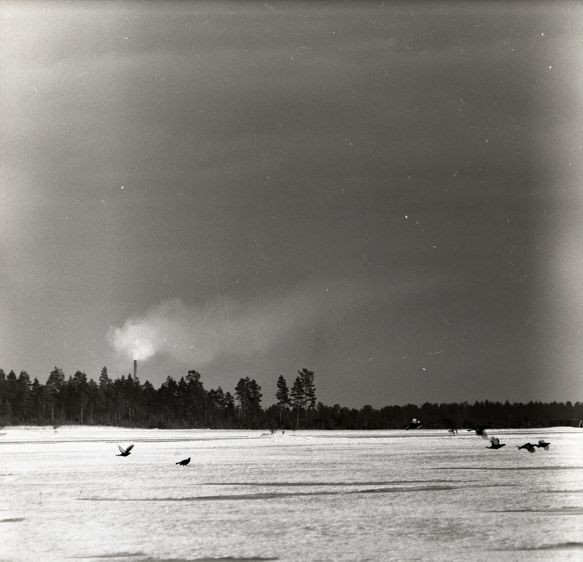 Flygande orrar vid F15 i Söderhamn, 1957.