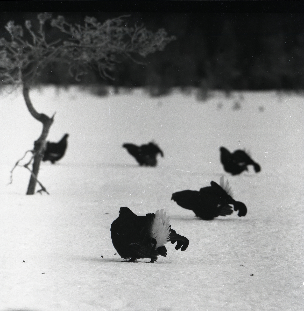 Spelande orrtuppar i snön vid en tall på påskdagen 10 april 1955.