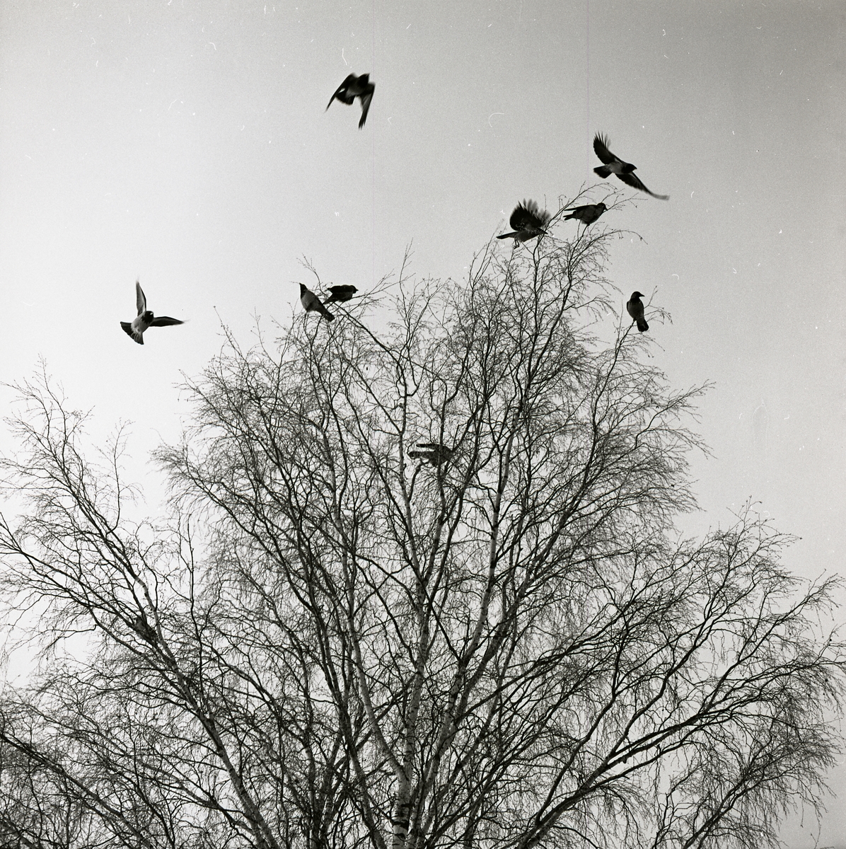 Ett flertal kråkor flyger från en björk i Flästa den 11 februari 1970.