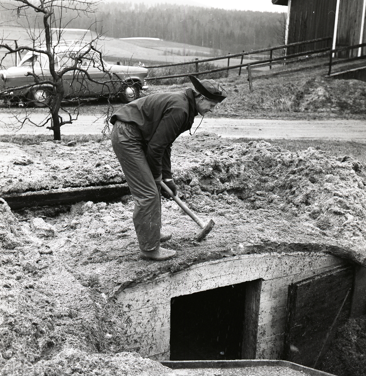 En man står framåt böjd och håller en slägga med båda händerna ovanpå en jordkällare, Sunnanåker 1968.