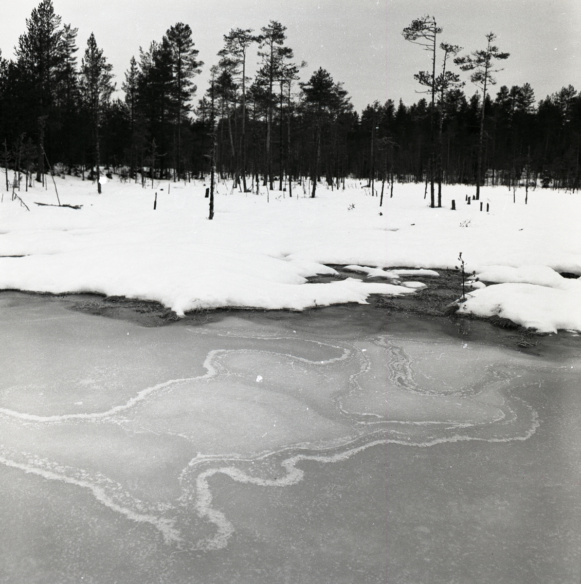 Snirkligt mönster på isen vid Vitmyren den 3 januari 1960.
