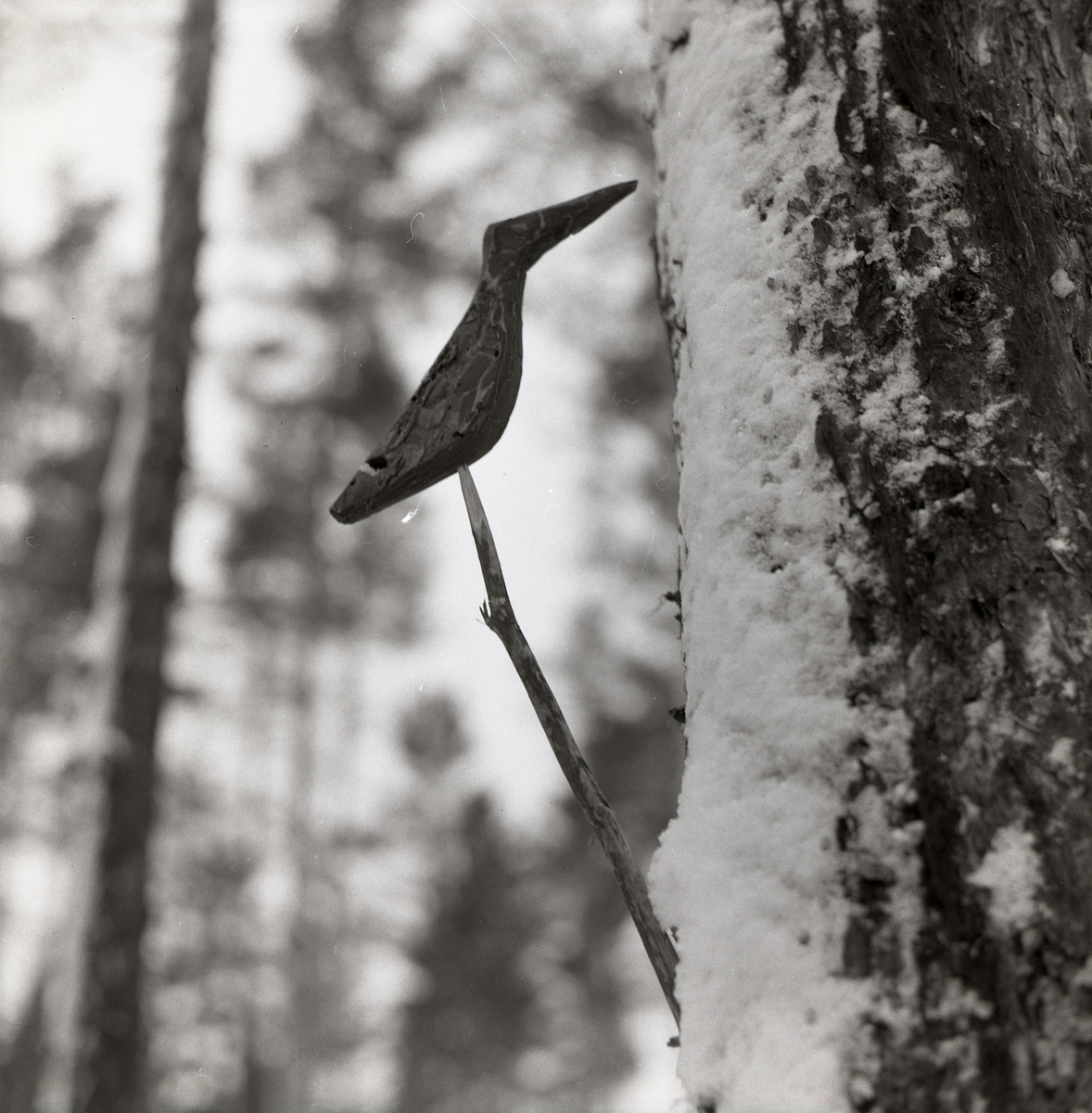 En hackspett tillverkad av bark sitter på en pinne intill ett träd, 10 januari 1960.