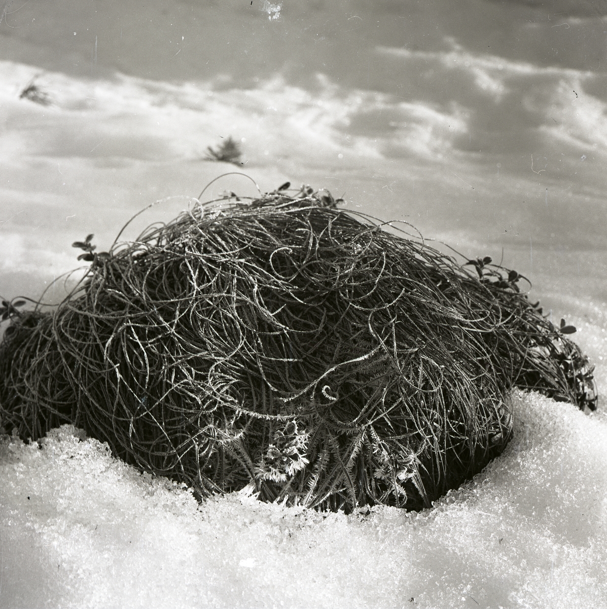 En hög med grässtrån i snön, februari 1961.