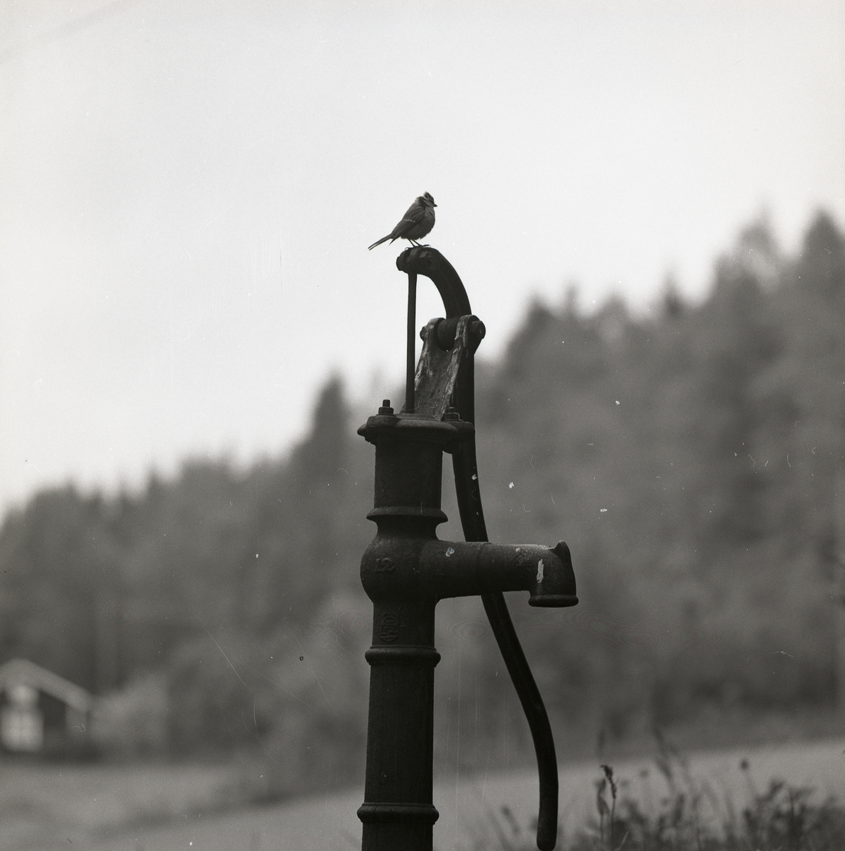 En talgoxe sitter på en vattenbrunnspump i Henninge, juni 1972.